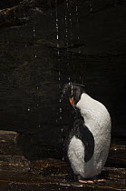 Rockhopper Penguin (Eudyptes chrysocome) bathing in freshwater, Keppel Island, Falkland Islands