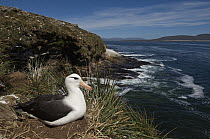 Black-browed Albatross (Thalassarche melanophrys) on nest, Keppel Island, Falkland Islands
