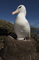 Black-browed Albatross (Thalassarche melanophrys) on pedestal nest incubating egg, Keppel Island, Falkland Islands