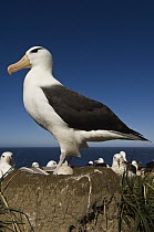 Black-browed Albatross (Thalassarche melanophrys) on pedestal nest with egg, Steeple Jason Island, Falkland Islands