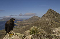 Striated Caracara (Phalcoboenus australis), Steeple Jason Island, Falkland Islands