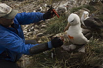 Black-browed Albatross (Thalassarche melanophrys) marked by Nic Huin for study on population decline, Saunders Island, Falkland Islands