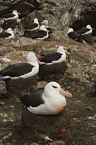 Black-browed Albatross (Thalassarche melanophrys) nesting group marked by Nic Huin for study on population decline, Sau nders Island, Falkland Islands