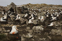 Black-browed Albatross (Thalassarche melanophrys) group marked by Nic Huin for study on population decline, Saunders Island, Falkland Islands