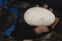 Black-browed Albatross (Thalassarche melanophrys) egg held by by Nic Huin, part a study on population decline, Saunders Island, Falkland Islands