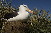 Black-browed Albatross (Thalassarche melanophrys) on pedestal nest, Steeple Jason Island, Falkland Islands