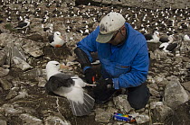 Black-browed Albatross (Thalassarche melanophrys) banded by Nic Huin, for a study on population decline, Saunders Island, Falkland Islands