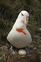 Black-browed Albatross (Thalassarche melanophrys) marked by Nic Huin to determine the reasons why the population is in decline, Saunders Island, Falkland Islands
