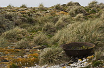 Pot used to boil penguins or seals for their oil amid tussock grass, it took eight penguins to make a gallon of oil, Steeple Jason Island, Falkland Islands