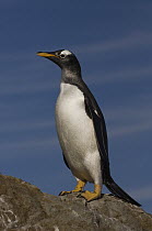 Gentoo Penguin (Pygoscelis papua), Steeple Jason Island, Falkland Islands