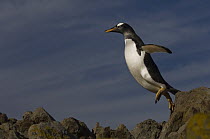Gentoo Penguin (Pygoscelis papua) jumping off rock, Steeple Jason Island, Falkland Islands