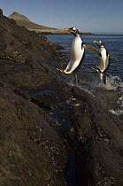 Gentoo Penguin (Pygoscelis papua) pair jumping onto land, Steeple Jason Island, Falkland Islands