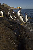 Gentoo Penguin (Pygoscelis papua) group jumping onto land, Steeple Jason Island, Falkland Islands