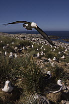 Black-browed Albatross (Thalassarche melanophrys) flying over colony, Steeple Jason Island, Falkland Islands