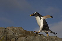 Gentoo Penguin (Pygoscelis papua) walking over rocks, Steeple Jason Island, Falkland Islands
