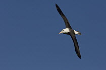 Black-browed Albatross (Thalassarche melanophrys) flying, Steeple Jason Island, Falkland Islands