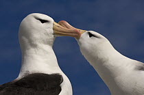 Black-browed Albatross (Thalassarche melanophrys) pair courting, Steeple Jason Island, Falkland Islands