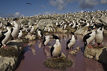 White-bellied Shag (Phalacrocorax atriceps albiventer) group with Black-browed Albatross (Thalassarche melanophrys) colony in the background, Steeple Jason Island, Falkland Islands