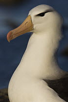 Black-browed Albatross (Thalassarche melanophrys), Steeple Jason Island, Falkland Islands