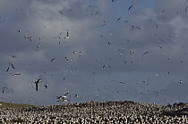 Black-browed Albatross (Thalassarche melanophrys) colony, Steeple Jason Island, Falkland Islands