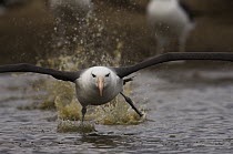 Black-browed Albatross (Thalassarche melanophrys) running to take flight, Steeple Jason Island, Falkland Islands