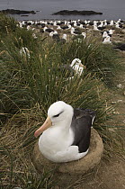 Black-browed Albatross (Thalassarche melanophrys) nesting colony, Steeple Jason Island, Falkland Islands