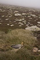 Upland Goose (Chloephaga picta) female on nest, Steeple Jason Island, Falkland Islands