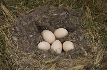 Upland Goose (Chloephaga picta) down nest with eggs, Steeple Jason Island, Falkland Islands