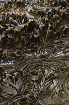 Kelp uncovered during a low tide, Steeple Jason Island, Falkland Islands
