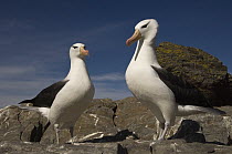 Black-browed Albatross (Thalassarche melanophrys) pair, Steeple Jason Island, Falkland Islands