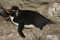 Rockhopper Penguin (Eudyptes chrysocome), Steeple Jason Island, Falkland Islands