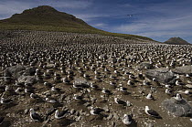 Black-browed Albatross (Thalassarche melanophrys) nesting colony, Steeple Jason Island, Falkland Islands