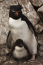 Rockhopper Penguin (Eudyptes chrysocome) and chick, Saunders Island, Falkland Islands