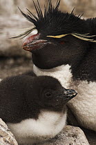 Rockhopper Penguin (Eudyptes chrysocome) and chick, Saunders Island, Falkland Islands