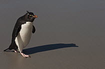 Rockhopper Penguin (Eudyptes chrysocome) on the beach, Saunders Island, Falkland Islands
