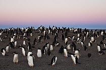 Gentoo Penguin (Pygoscelis papua) colony, Saunders Island, Falkland Islands