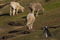 Magellanic Penguin (Spheniscus magellanicus) and Domestic Sheep (Ovis aries), Saunders Island, Falkland Islands