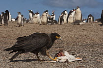 Striated Caracara (Phalcoboenus australis) feeding on Gentoo Penguin (Pygoscelis papua) chick, Saunders Island, Falkland Islands