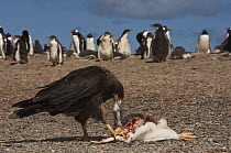 Striated Caracara (Phalcoboenus australis) feeding on Gentoo Penguin (Pygoscelis papua) chick, Saunders Island, Falkland Islands