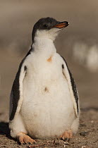 Gentoo Penguin (Pygoscelis papua) chick, Saunders Island, Falkland Islands