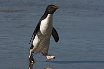 Rockhopper Penguin (Eudyptes chrysocome) walking on beach, Saunders Island, Falkland Islands