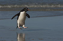 Rockhopper Penguin (Eudyptes chrysocome) jumping on beach, Saunders Island, Falkland Islands
