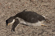 Gentoo Penguin (Pygoscelis papua) chick sleeping, Saunders Island, Falkland Islands