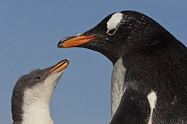 Gentoo Penguin (Pygoscelis papua) chick begging for food from parent, Saunders Island, Falkland Islands