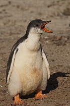 Gentoo Penguin (Pygoscelis papua) chick calling, Saunders Island, Falkland Islands
