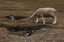 Magellanic Penguin (Spheniscus magellanicus) pair and Domestic Sheep (Ovis aries), Saunders Island, Falkland Islands