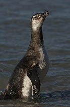 Magellanic Penguin (Spheniscus magellanicus) juvenile recently fledged, Saunders Island, Falkland Islands