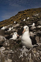 Black-browed Albatross (Thalassarche melanophrys) with chick, Saunders Island, Falkland Islands
