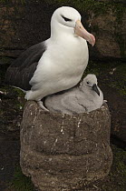 Black-browed Albatross (Thalassarche melanophrys) with chick on pedestal nest, Saunders Island, Falkland Islands