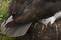 Black-browed Albatross (Thalassarche melanophrys) chick on nest with mother, Saunders Island, Falkland Islands
